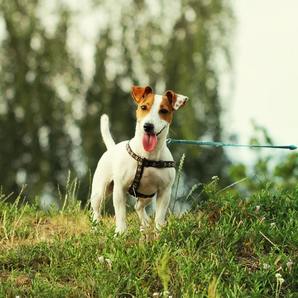 Jack Russell Terrier güzel küçük köpek
