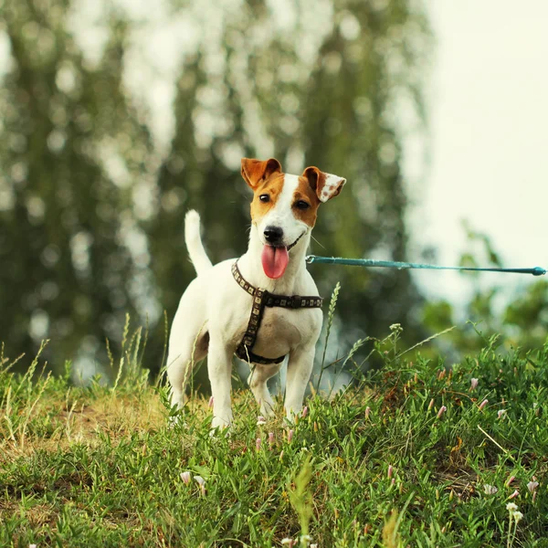 ジャック ラッセル テリアの美しい小さな犬 — ストック写真