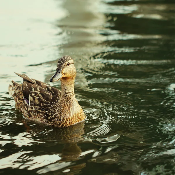 湖の鴨鳥 — ストック写真