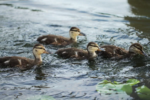 Wilde eend vogel in het meer — Stockfoto