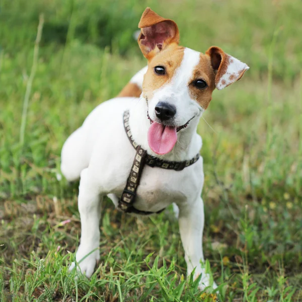 Jack Russell Terrier piękne mały pies — Zdjęcie stockowe