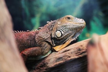 Kertenkele yakın hayvan portre kadar