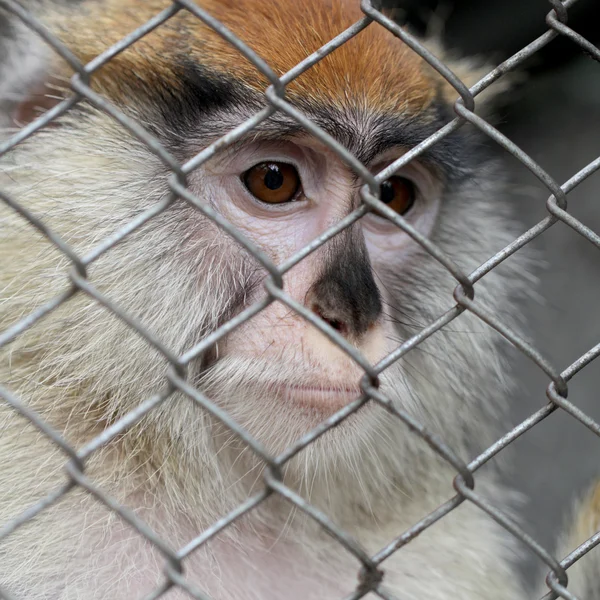 Sad monkey portrait