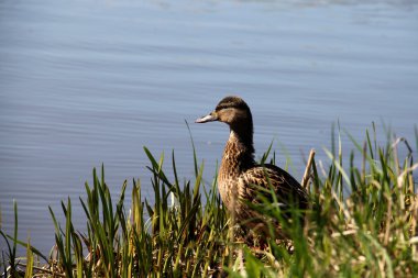 Yaban ördeği erkek