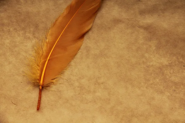 Kağıt arka plan üzerinde izole tüy