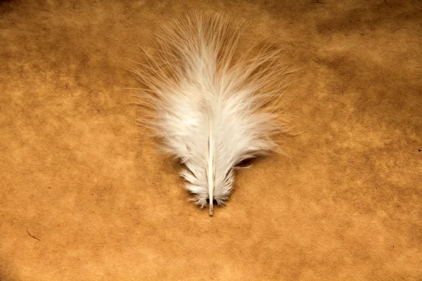 Feather isolated on paper background — Stock Photo, Image