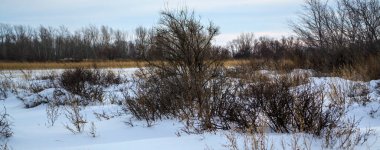 Kiev bölgesinde kış ormanı