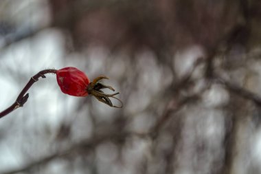 Gül filizi, kış meyvesi. Rosehip yakın plan.