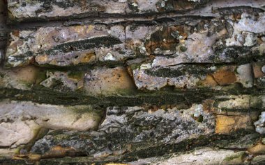 Doku, ahşap, kabuk, arkaplan ya da sıçrama için.