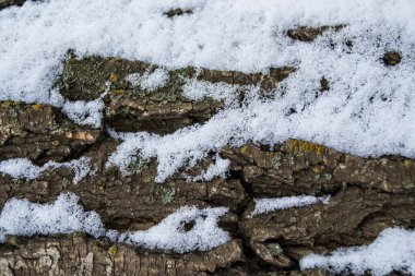 Çoklu renkli yosun ve liken ağaç gövdesi meşe ağacında.