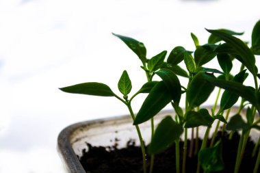 Bitki filizleri, ilkbahar, fidanlar. Yeni bir hayatın doğuşu.
