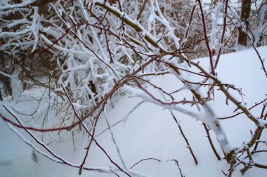 Karda dallar. Bir ağacın yakın çekimi.