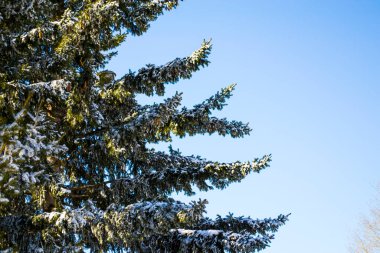 Karda dallar. Bir ağacın yakın çekimi.