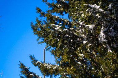 Karda dallar. Bir ağacın yakın çekimi.