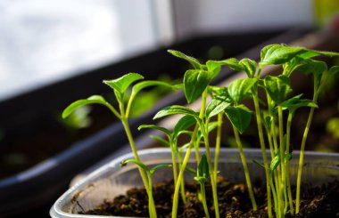 Pencere kenarındaki kutuların içindeki tohumlardan yetişen ilk tohumlar. Turba kavanozundaki fidanlar. Bebek tohumları, tarım tohumları için kara delik tepsileri. Bahar ekimi..