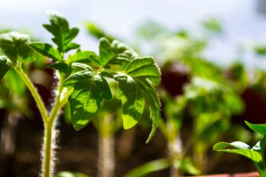 Pencere kenarındaki kutuların içindeki tohumlardan yetişen ilk tohumlar. Turba kavanozundaki fidanlar. Bebek tohumları, tarım tohumları için kara delik tepsileri. Bahar ekimi..