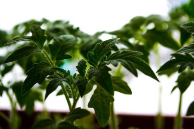 Evdeki pencere pervazlarındaki genç bitkilerin tohumları..