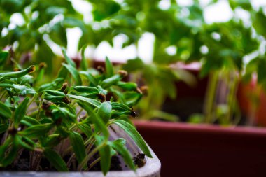 Evdeki pencere pervazlarındaki genç bitkilerin tohumları..