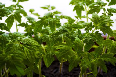 Evdeki pencere pervazlarındaki genç bitkilerin tohumları..