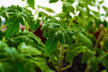 Evdeki pencere pervazlarındaki genç bitkilerin tohumları..