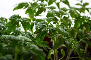 Evdeki pencere pervazlarındaki genç bitkilerin tohumları..