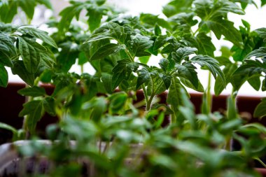 Evdeki pencere pervazlarındaki genç bitkilerin tohumları..