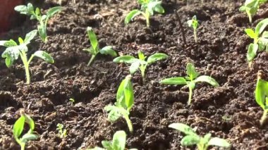 Evdeki fidanlar. Evde fideleri sulamak. fidanlar.