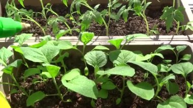 Evdeki fidanlar. Evde fideleri sulamak. fidanlar.