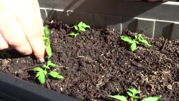 Посадка розсади помідорів в домашніх умовах, сільське життя . — стокове відео