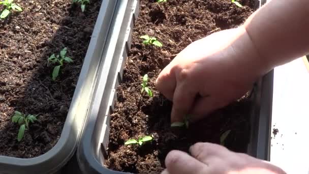 家庭、農村生活でトマトの苗を植える. — ストック動画