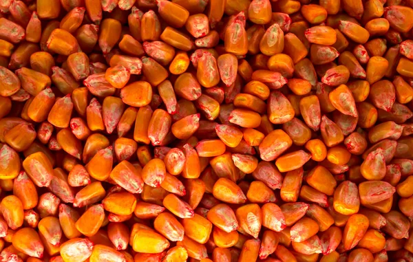 Kukuřičná semena, leptaná kukuřičná semena ze škůdců a chorob. — Stock fotografie