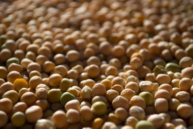 Arka planda sarı bezelyeler. Gıda arka planı için sarı bezelye duvar kağıdı.