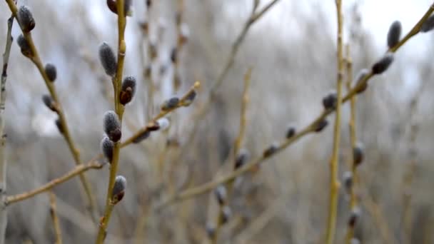 Weidenzweige mit flauschigen silbrigen Knospen wiegen sich im Wind vor dem Hintergrund grauer Zweige an einem bewölkten Frühlingstag. — Stockvideo