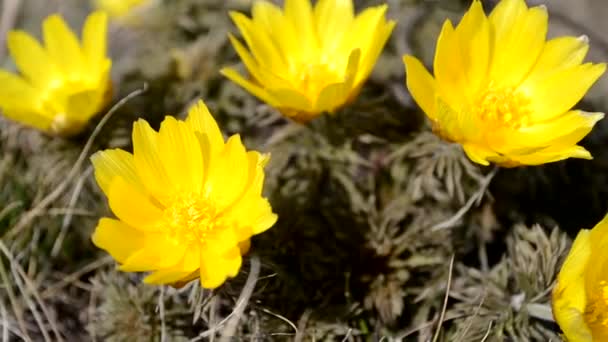 Le parachute de neige sibérien tremble dans le vent. printemps. — Video