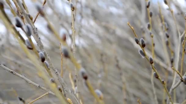 Willow branches with fluffy silvery buds sway in the wind against the background of gray branches on a cloudy spring day. — Stock Video