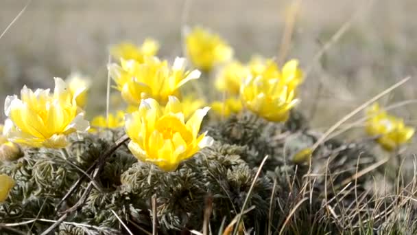 Flores silvestres, Adonis Spring. As primeiras flores da primavera, o início de uma nova vida. O conceito de uma vida nova e amarela brilhante. — Vídeo de Stock