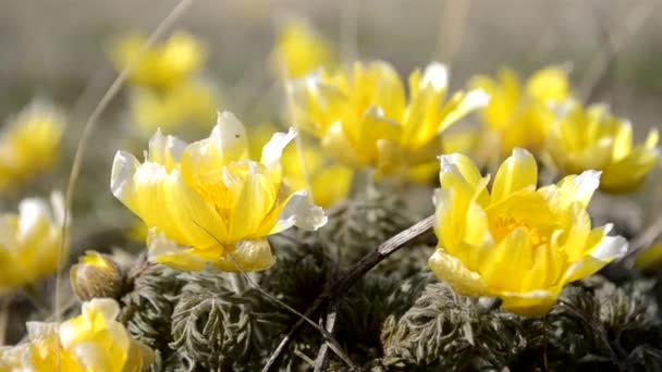 Vadvirágok, Adonisz tavasz. A tavasz első virágai, egy új élet kezdete. A fényes, új, sárga élet koncepciója. — Stock videók