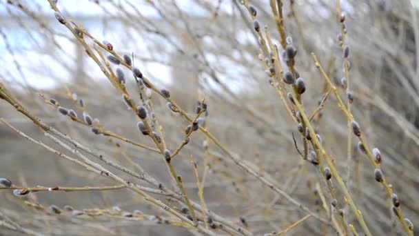 Gałęzie wierzby z puszystymi srebrnymi pączkami kołyszą się na wietrze na tle szarych gałęzi w pochmurny wiosenny dzień. — Wideo stockowe