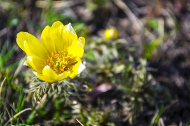 Yabani çiçekler, Adonis baharı. Baharın ilk çiçekleri, yeni bir hayatın başlangıcı. Parlak, yeni, sarı bir hayat konsepti.