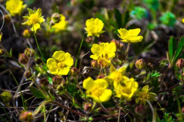 Sarı bahar çiçekleri. İlk kar damlaları. Çiçekler anne ve üvey anne. Odaklanmamış arkaplan.