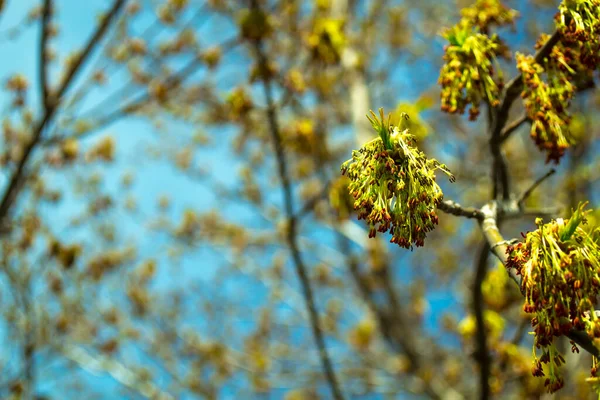 Rode bloemen op takje asbladige esdoorn of Acer negundo over zonnige dag achtergrond in de lente — Stockfoto
