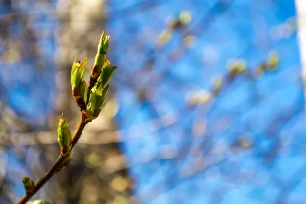 Lentestamboom. Groene, frisse lente komt eraan. Groene jonge brunch met blauwe zachte skyes in de achtertuin. — Stockfoto