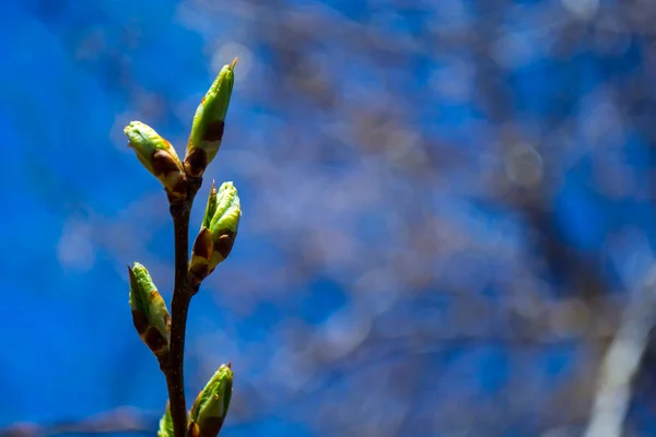 Spring tree bud. Green fresh spring is coming. Green young brunch with blue gentle skyes in the backround. — Stock Photo, Image