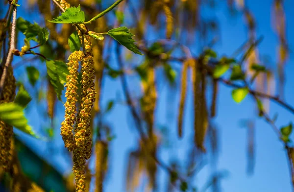 Oorbellen berken zaden op een tak bij helder zonnig weer, ecologie van de stad, goed humeur, een wandeling in het park, bomen in de stad — Stockfoto