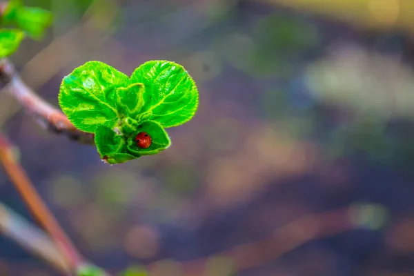 Ladybird zit op een groen blad. Onzichtbare aard. — Stockfoto