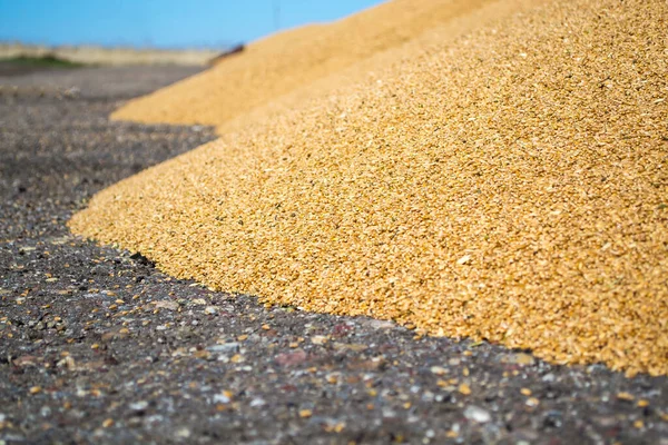 Tumpukan gandum ada di area aspal. Biji-bijian siap untuk menabur. — Stok Foto