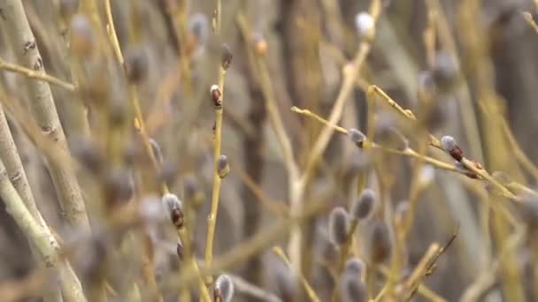 Willow branches with fluffy silvery buds sway in the wind against the background of gray branches on a cloudy spring day. — Stock Video