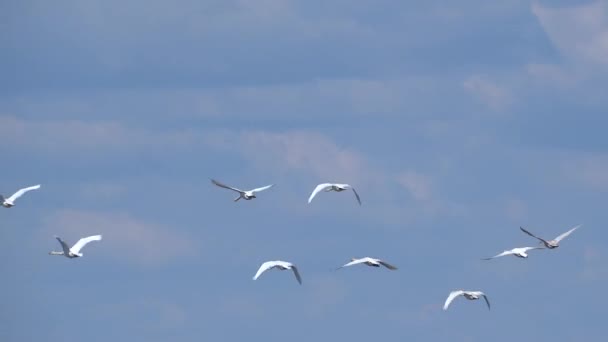 Los cisnes despegan de un abrevadero, vida silvestre. — Vídeos de Stock