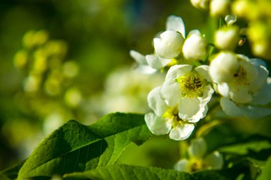 Yaz manzarası. Çalı çiçeği akasya