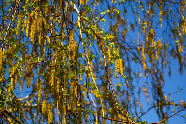 Earrings birch seeds on a branch in clear sunny weather, ecology of the city, good mood, a walk in the park,trees in the city — Stock Photo, Image